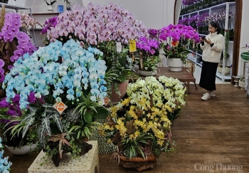 Nhiều tuyến đường ở TP. Thanh Hóa đã bán cây cảnh Tết