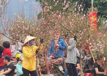 Hơn 100 nhà vườn tham gia Hội hoa Xuân tại Hà Nội