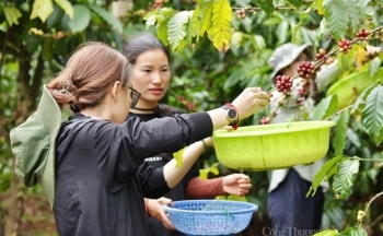 Xuất khẩu cà phê: Khẳng định giá trị bằng chất lượng