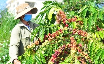 Giá cà phê trong nước hôm nay 5/1/2025 giữ ổn định