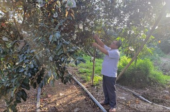 Sóc Trăng đẩy mạnh phát triển sản phẩm nông nghiệp chủ lực