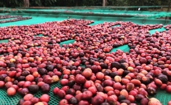 Giá cà phê trong nước ngày 6/1/2025: Cao nhất 120.500 đồng/kg