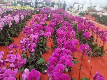 Lan Đà Lạt khoe sắc nơi đất ‘vàng’ bỏ hoang Hà Nội