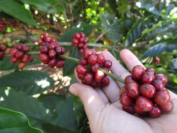 Thị trường hàng hóa 6/1: Giá cà phê biến động