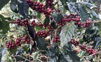 Áp lực nhiều yếu tố, giá cà phê biến động không ngừng