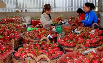 Xuất nhập khẩu tăng đột phá ở nhiều thị trường trọng điểm