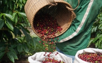 Giá cà phê thế giới hôm nay 9/1/2025 quay đầu giảm mạnh