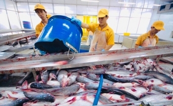 Xuất khẩu cá tra đạt kỷ lục 2 tỷ USD năm 2024