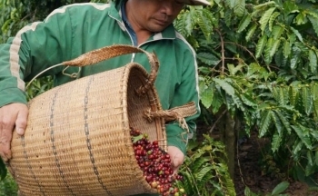 Dự báo giá cà phê ngày mai 11/1/2025: Cán mốc 120.000 đồng/kg