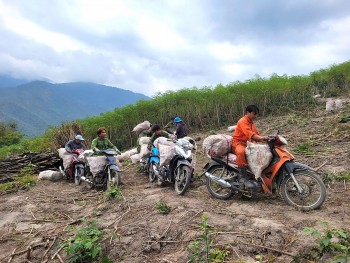 Cây sắn mang Tết đủ đầy, ấm no về Mường Lát