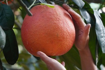 Bưởi tiến Vua: Đặc sản tinh hoa, thương hiệu quà Tết