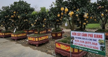 Sắc xuân tràn ngập các tuyến đường ở TP. Thanh Hóa