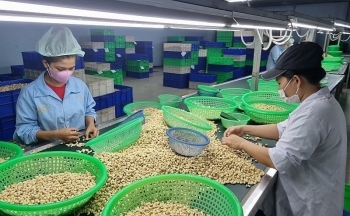 Hoa Kỳ là thị trường lớn nhất xuất khẩu điều Việt Nam
