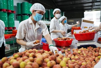 Bắc Giang: Chuyển tư duy sản xuất nông nghiệp sang kinh tế nông nghiệp