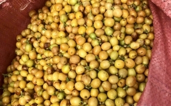 Cà phê Việt 'gặp khó' giữa cơn sốt giá toàn cầu