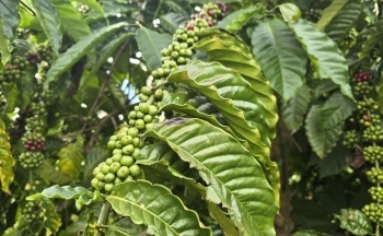 Xuất khẩu cà phê lập kỷ lục 5,48 tỷ USD