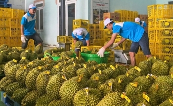 Xuất khẩu rau quả: Đâu là rào cản trên đường đến đích 10 tỷ USD?