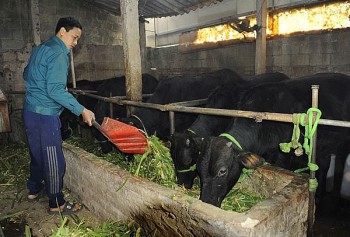 Luôn đồng hành cùng chính sách cho vay hỗ trợ tạo việc làm của Chính phủ