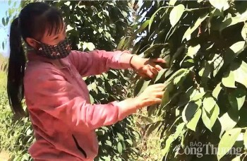 Mỹ là thị trường nhập khẩu tiêu lớn nhất của Việt Nam