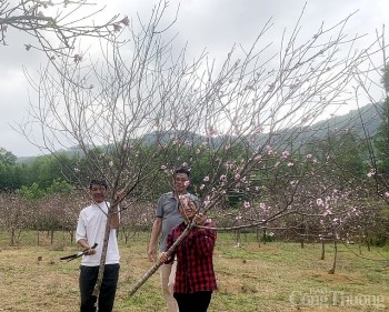 Quảng Ninh: Hội chợ Hoa đào Vân Đồn nhộn nhịp dịp Tết