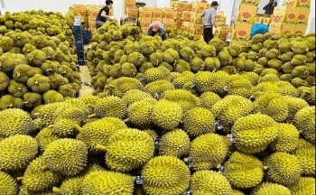 Trung Quốc tăng mua hơn 50% sầu riêng Việt Nam