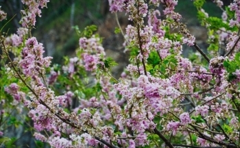 Xuân về trên thủ phủ dầu khí