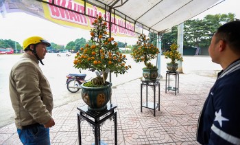 Quất cần thăng xuống phố, thu hút khách dịp cận Tết