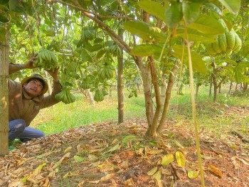 Vĩnh Phúc: Giá phật thủ đắt đỏ dịp Tết nguyên đán