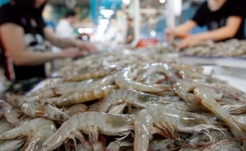Nỗ lực để xuất khẩu tôm giữ vị thế trên thế giới