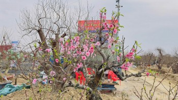 Hải Phòng: Đào, quất mất mùa, giá tăng cao