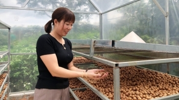 OCOP Đắk Lắk: Sản phẩm thương hiệu ‘chạy đua’ phục vụ Tết