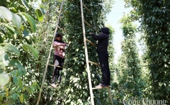 Động lực tích cực cho xuất khẩu hồ tiêu Việt năm 2025