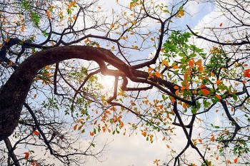 Thời tiết hôm nay 20/1: Bắc Bộ, Bắc Trung Bộ ngày nắng