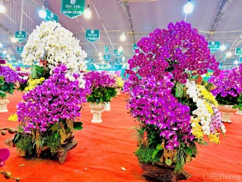 Lan hồ điệp công chúa 'ôm' gỗ lũa hút khách cận Tết