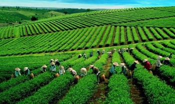 Chè Việt Nam chiếm 24,3% tổng lượng nhập khẩu vào Trung Quốc