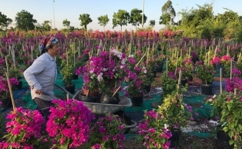 Ấn tượng thương hiệu hoa giấy Phù Đổng