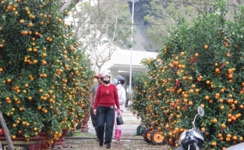 Đà Nẵng: Cúc, quất, đào, mai… mang Xuân về phố