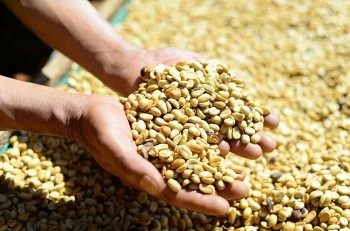 15 ngày tháng 1, Việt Nam xuất khẩu 73.820 tấn cà phê