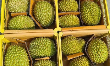 Rau quả Việt Nam chinh phục thị trường ASEAN