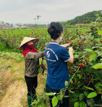 Quảng Ninh: Có 393 sản phẩm OCOP đạt từ 3 - 5 sao