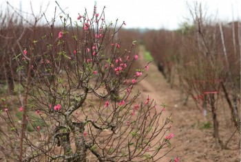 Tôn vinh thương hiệu hoa đào Nhật Tân