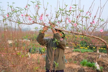 Vĩnh Phúc: 'Vựa hoa' Tiền Châu nhộn nhịp trước Tết
