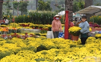 TP. Hồ Chí Minh: Nhiều loại hoa khoe sắc tại chợ hoa Xuân