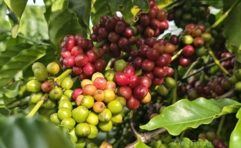 Giá cà phê Arabica lập kỷ lục mới