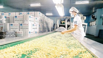 Việt Nam: Nguồn cung điều chế biến lớn nhất cho Hoa Kỳ