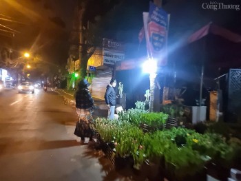 Phố cây cảnh lớn nhất Hà Nội 