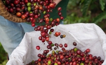 Dự báo giá cà phê trong nước ngày 26/1/2025 không thay đổi