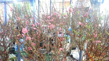 Thị trường hoa, cây cảnh kém sôi động những ngày cận Tết