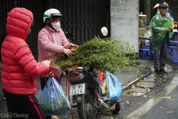 Hà Nội: Lá mùi già đắt khách những ngày cận Tết