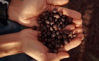 Dự báo giá cà phê ngày mai 28/1/2025 giảm về 125.000 đồng/kg